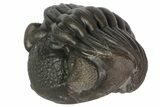 Wide, Enrolled Eldredgeops Trilobite - Ohio #113305-3